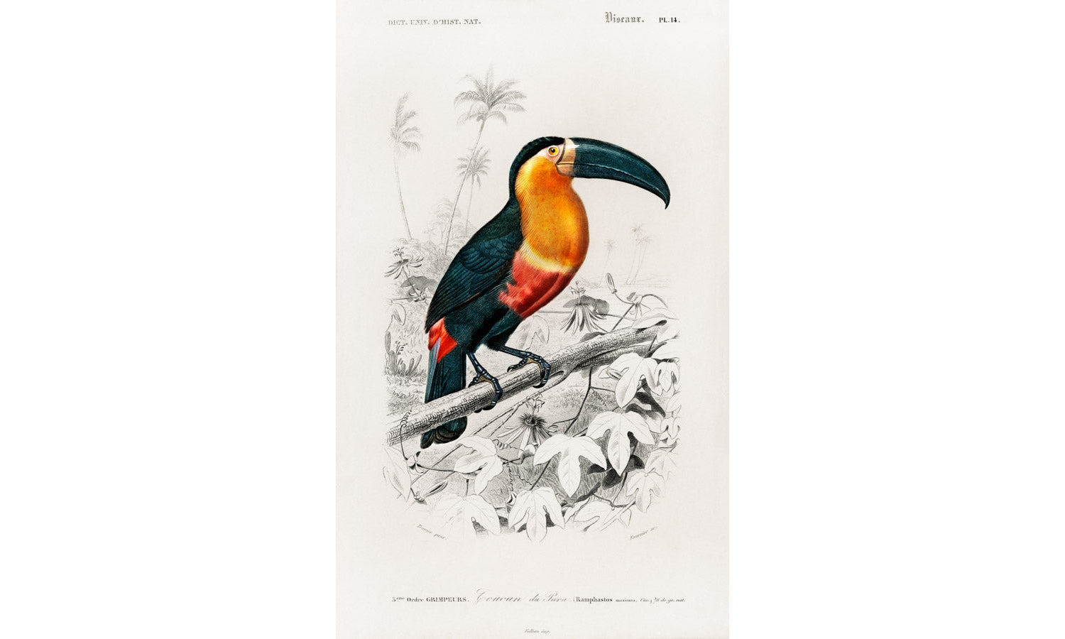 Toucan (Ramphastos) illustrated by Charles Dessalines D' Orbigny (1806-1876), poster PS235