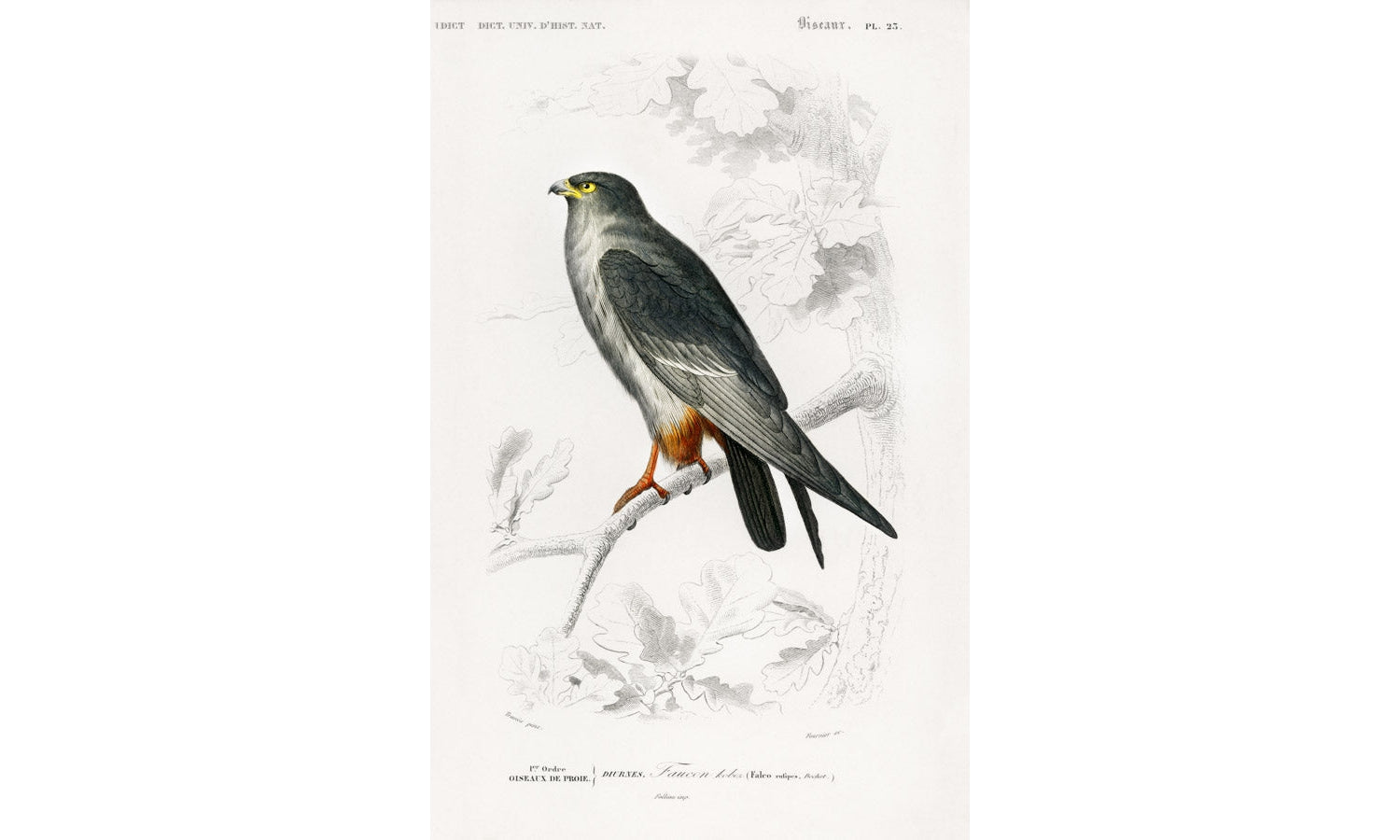 Red-footed Falcon (Falco rufipes) illustrated by Charles Dessalines D' Orbigny, poster PS279