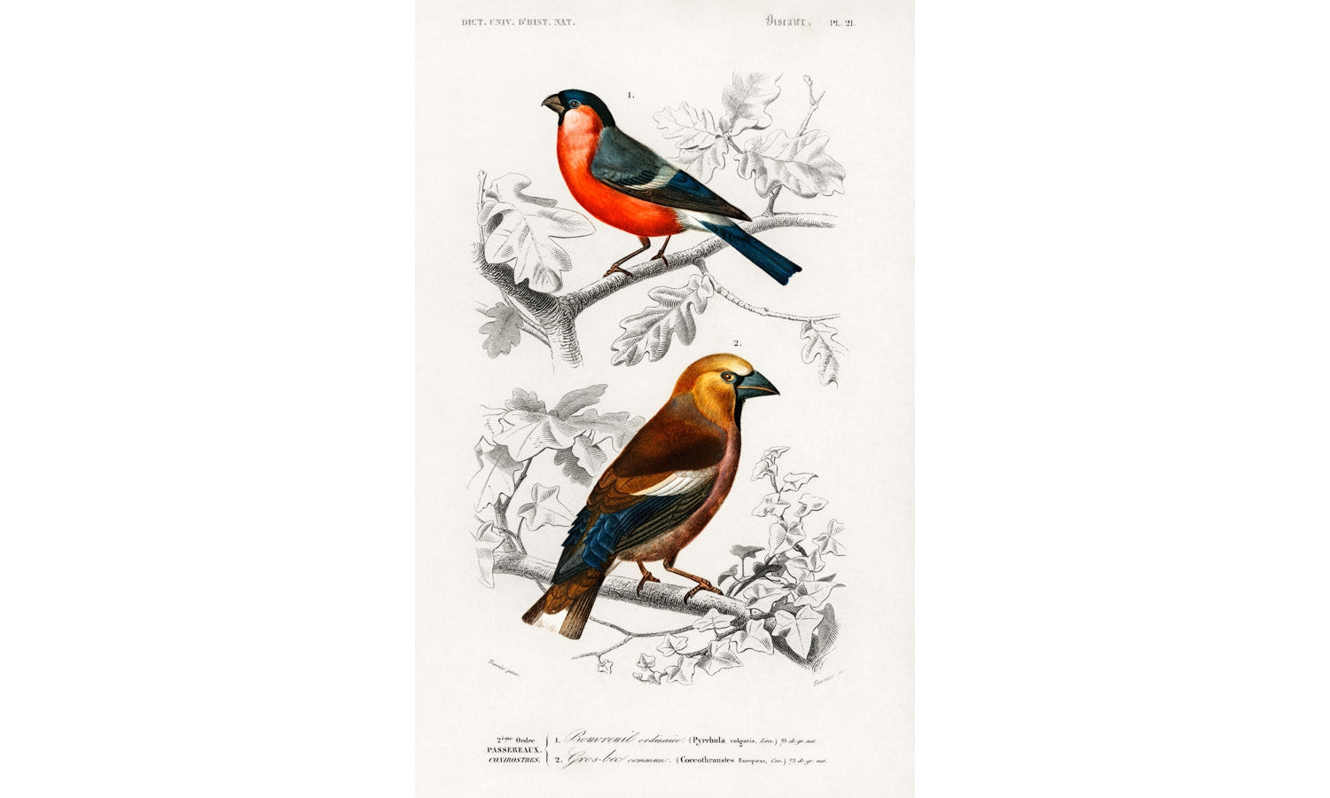 Different types of birds illustrated by Charles Dessalines D' Orbigny (1806-1876), poster PS280