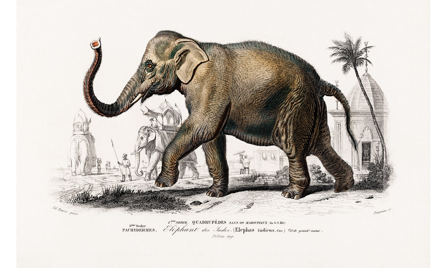 Asiatic elephant (Elephas maximus) indicus illustrated by Charles Dessalines D' Orbigny (1806), poster PS234