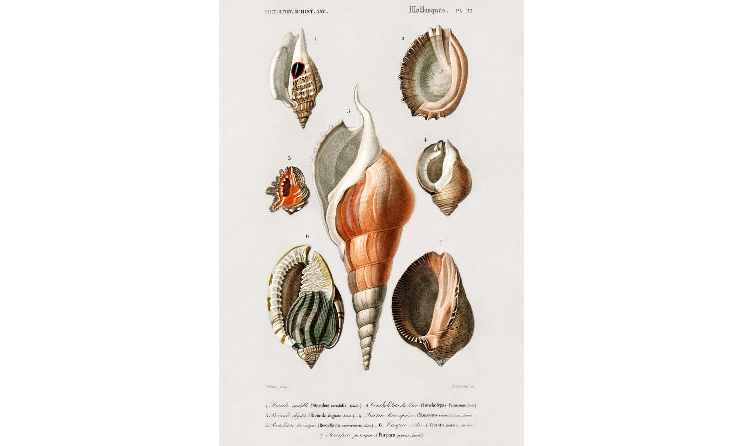 Different types of mollusks illustrated by Charles Dessalines D' Orbigny (1806-1876), poster PS244