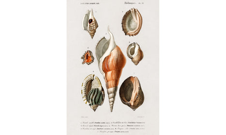 Different types of mollusks illustrated by Charles Dessalines D' Orbigny (1806-1876), poster PS244