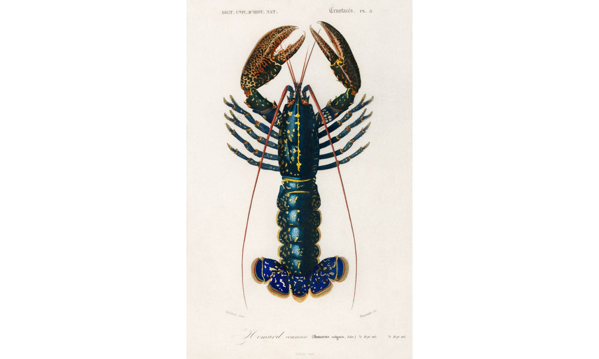 Crimson Crawfish (Palemon Ornatum) illustrated by Charles Dessalines D' Orbigny (1806), poster PS239