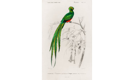 Pavonine quetzal (Pharomachrus pavoninus) illustrated by Charles Dessalines D' Orbigny , poster PS264