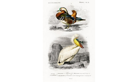 Different types of birds illustrated by Charles Dessalines D' Orbigny (1806-1876) , poster PS259