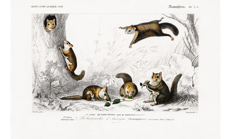 Glaucomys sabrinus (Polatouche D Amerique) illustrated by Charles Dessalines D' Orbigny, poster PS273