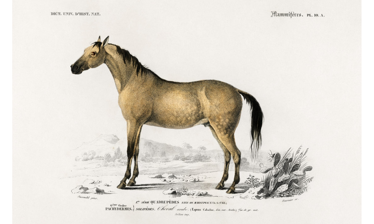 Horse (Equus ferus caballus) illustrated byCharles Dessalines D' Orbigny (1806-1876), poster PS269