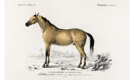 Horse (Equus ferus caballus) illustrated byCharles Dessalines D' Orbigny (1806-1876), poster PS269