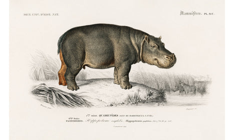 Hippopotamus (Hippopotame Amphibie) illustrated by Charles Dessalines D' Orbigny, poster PS246