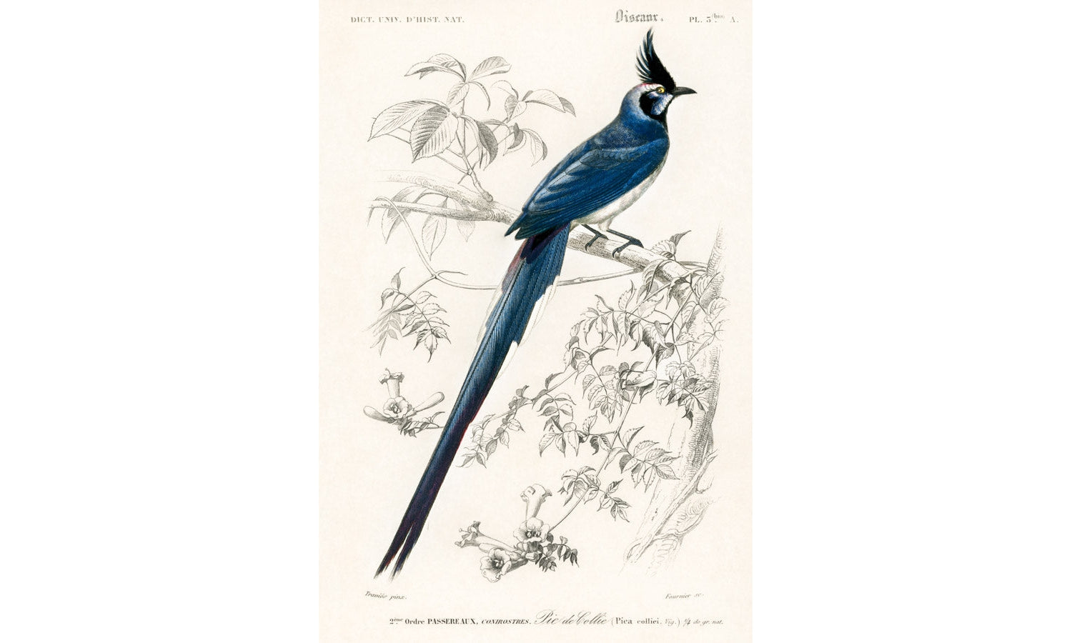 Black-throated magpie-jay (Pica colliei) illustrated by Charles Dessalines D' Orbigny, poster PS263