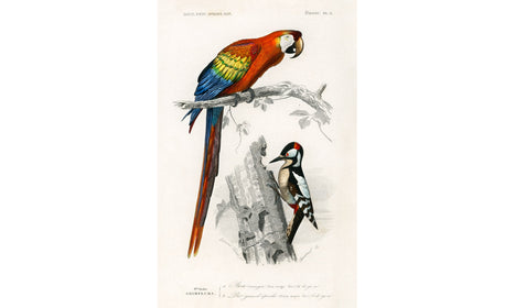 Different types of birds illustrated by Charles Dessalines D' Orbigny (1806-1876), poster PS241