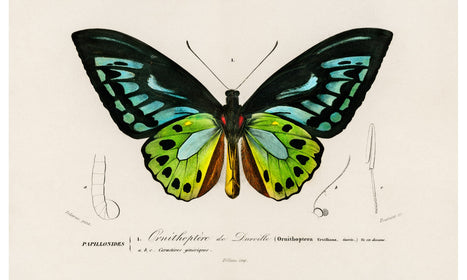 Green birdwing (Ornithoptera priamus) illustrated by Charles Dessalines D' Orbigny, poster PS240