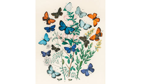 Illustrations from the book European Butterflies and Moths by William Forsell Kirby (1882), poster PS285