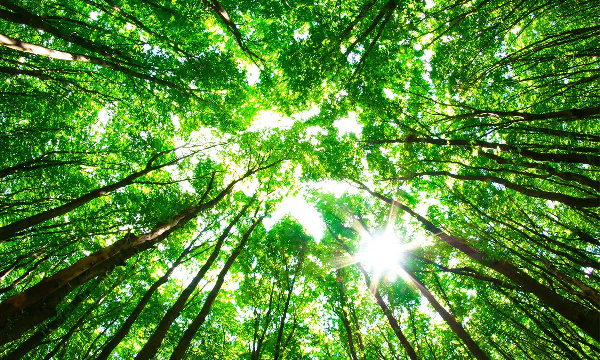 Zaštitnik od prskanja vodom Green forest, kaljeno staklo - KA084