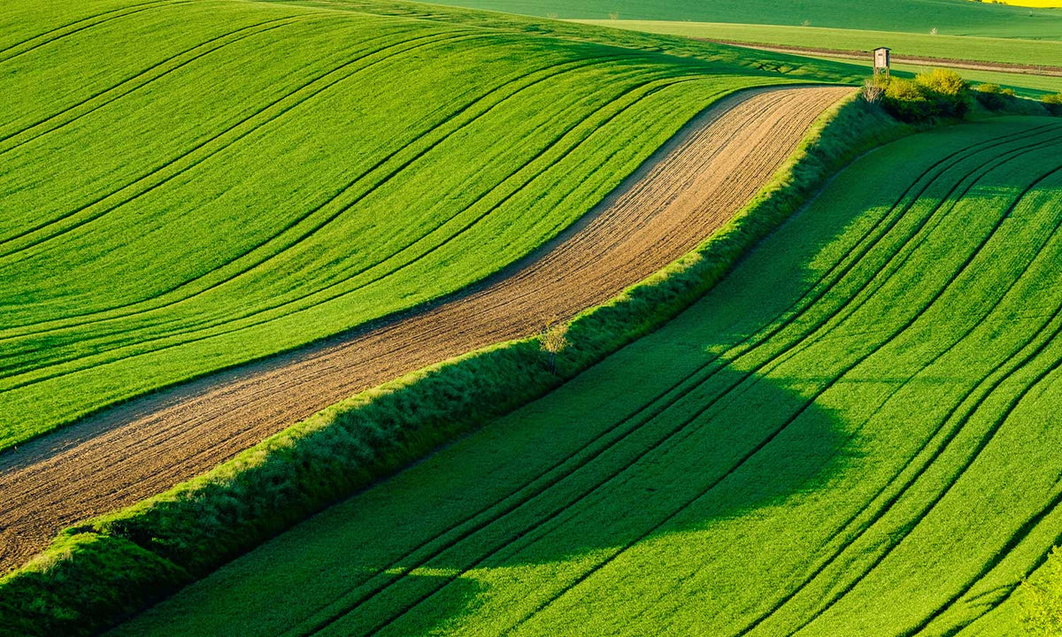 Zaštitnik od prskanja vodom Wavy meadows, kaljeno staklo - KA095