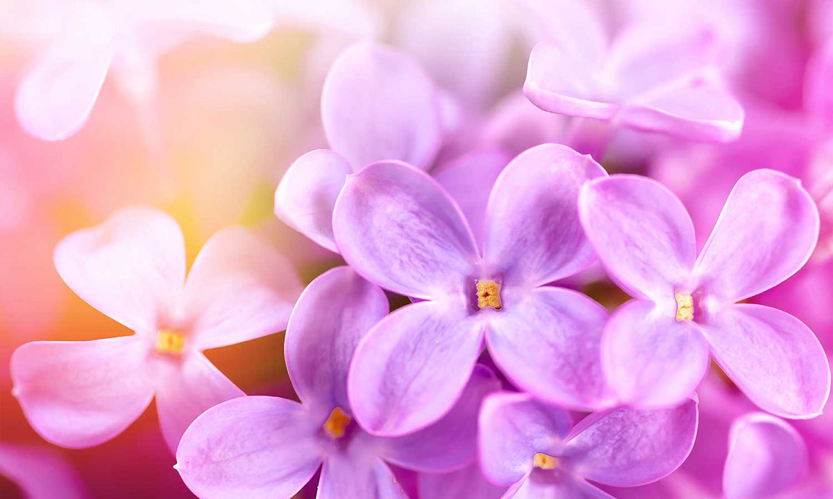 Zaštitnik od prskanja vodom Lilac flowers, kaljeno staklo - KA102