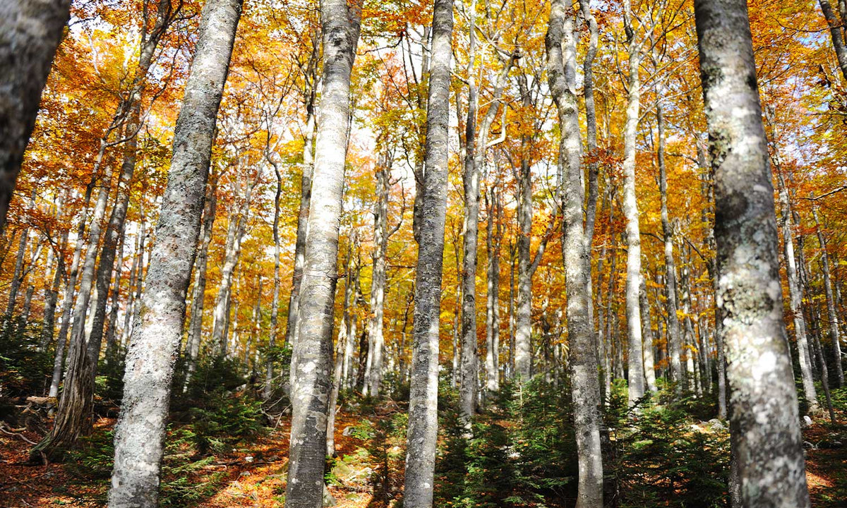 Zaštitnik od prskanja vodom Forest tree, kaljeno staklo - KA044