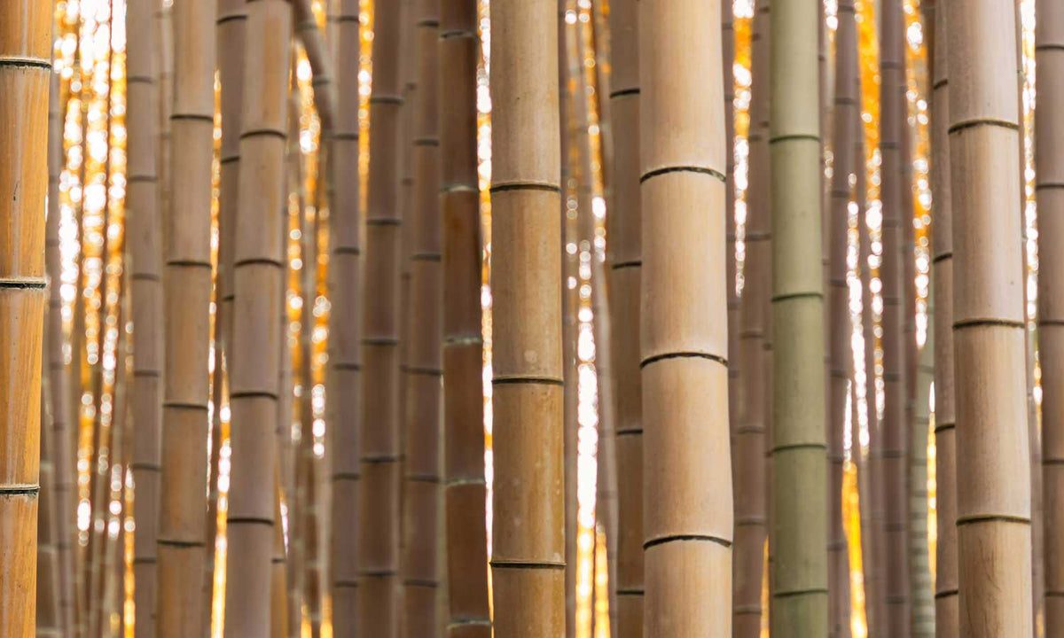 Zaštitnik od prskanja vodom Bamboo forest, kaljeno staklo - KA093