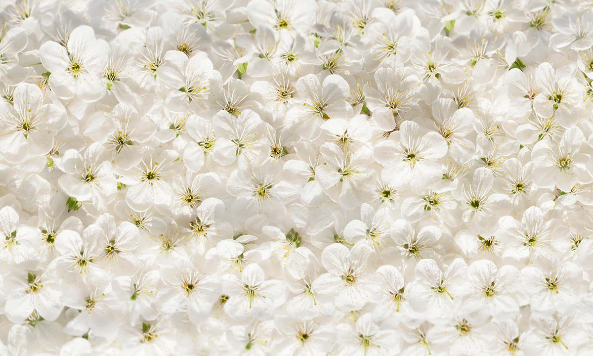 Paneli za kuhinje White cherry flowers - Stakleni / PVC ploče / Pleksiglas -  sa printom za kuhinju, Zidne obloge PKU023