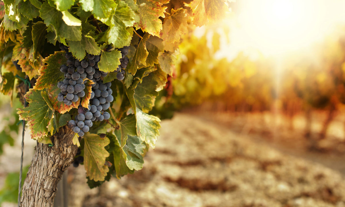 Paneli za kuhinje Vineyards at sunset -  Stakleni / PVC ploče / Pleksiglas -  sa printom za kuhinju, Zidne obloge PKU192