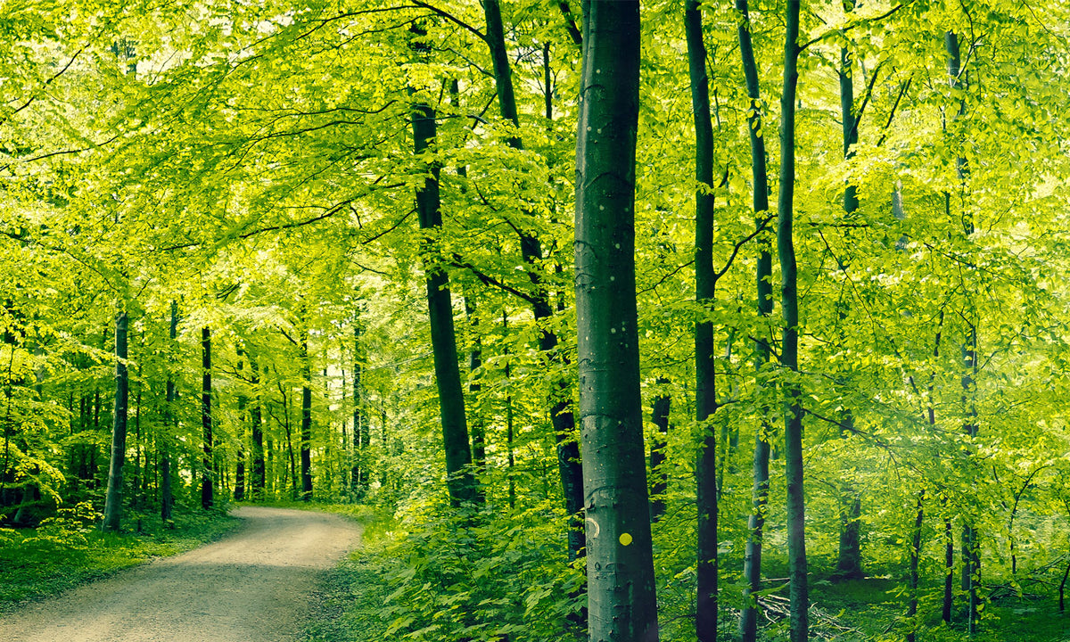 Paneli za kuhinje Green forest -  Stakleni / PVC ploče / Pleksiglas -  sa printom za kuhinju, Zidne obloge PKU205