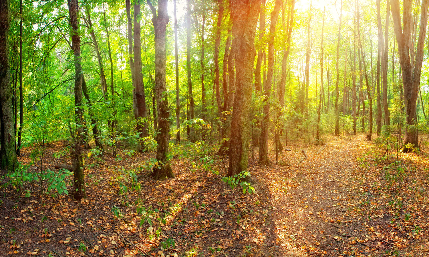 Paneli za kuhinje Forest -  Stakleni / PVC ploče / Pleksiglas -  sa printom za kuhinju, Zidne obloge PKU210