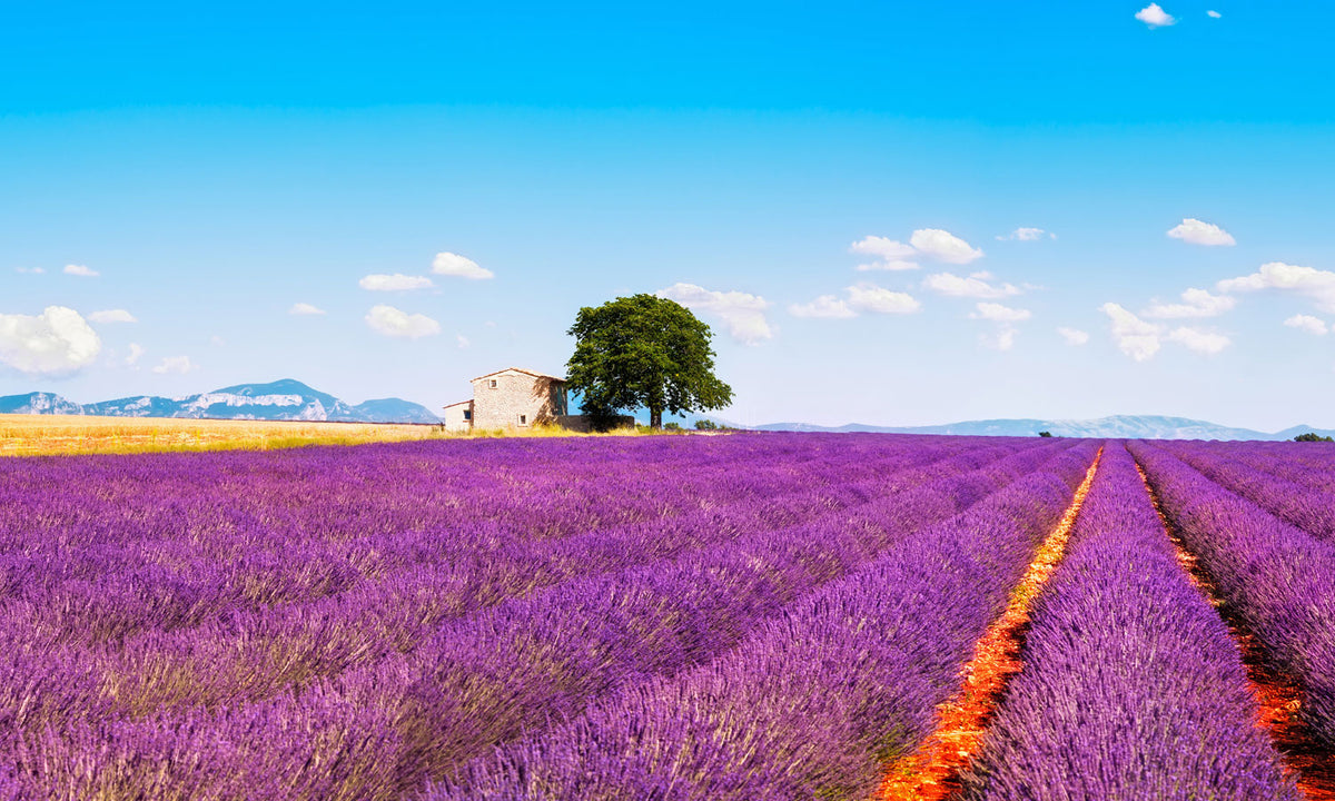 Paneli za kuhinje Lavender flowers -  Stakleni / PVC ploče / Pleksiglas -  sa printom za kuhinju, Zidne obloge PKU216