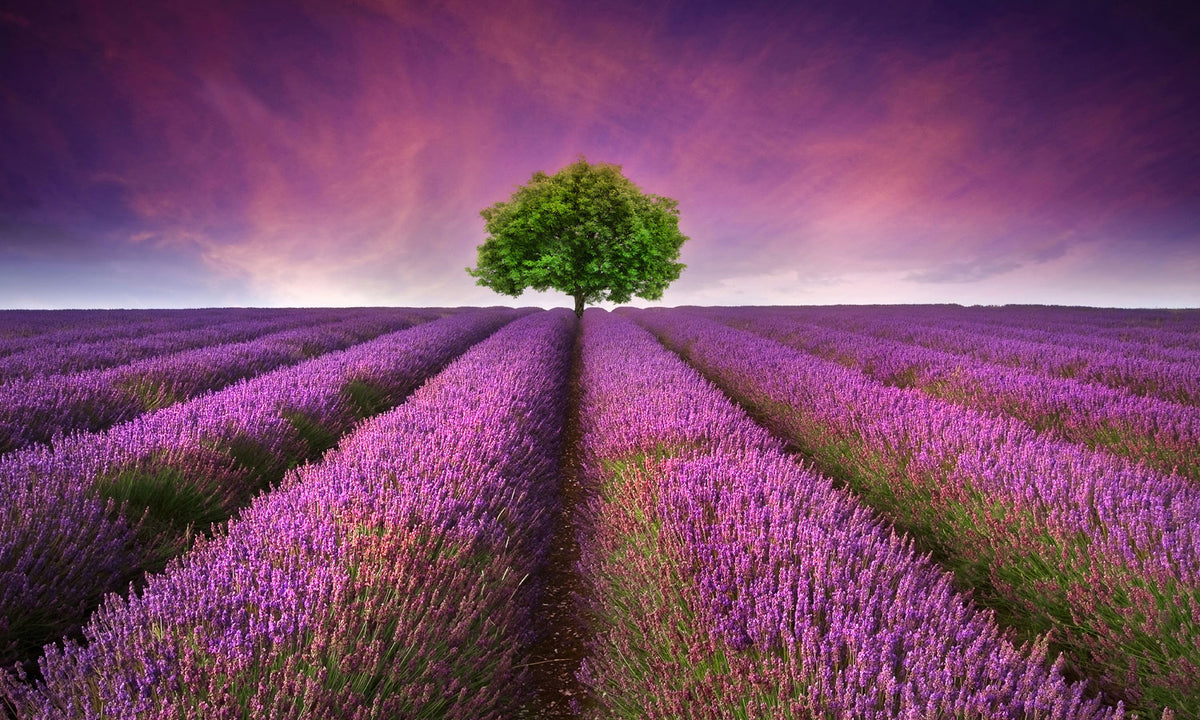 Paneli za kuhinje Stunning lavender field -  Stakleni / PVC ploče / Pleksiglas -  sa printom za kuhinju, Zidne obloge PKU217