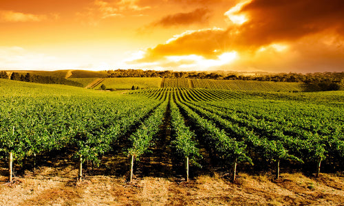 Paneli za kuhinje Sunset Vineyard Panorama -  Stakleni / PVC ploče / Pleksiglas -  sa printom za kuhinju, Zidne obloge PKU237