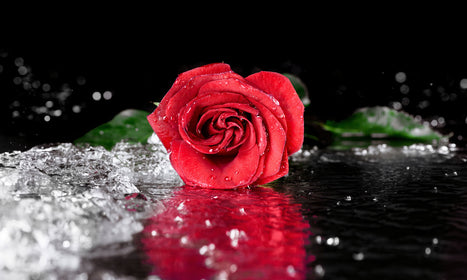 Stakla za kuhinje   Red rose with water drops -  Stakleni / PVC ploče / Pleksiglas -  sa printom za kuhinju, Zidne obloge PKU278