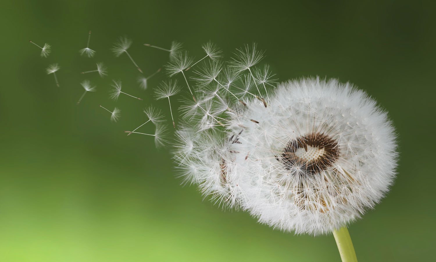 Stakla za kuhinje   Dandelion seed -  Stakleni / PVC ploče / Pleksiglas -  sa printom za kuhinju, Zidne obloge PKU280