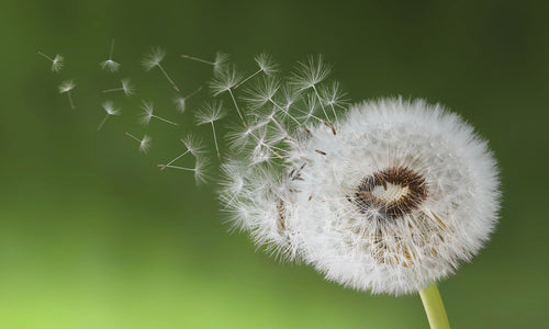 Stakla za kuhinje   Dandelion seed -  Stakleni / PVC ploče / Pleksiglas -  sa printom za kuhinju, Zidne obloge PKU280