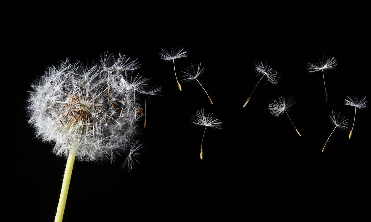 Stakla za kuhinje   Dandelion blowing -  Stakleni / PVC ploče / Pleksiglas -  sa printom za kuhinju, Zidne obloge PKU282