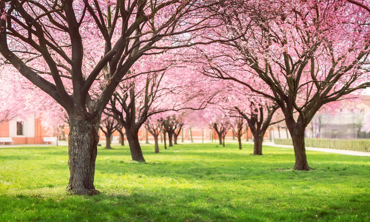 Stakla za kuhinje   Cherry blossom trees Alley -  Stakleni / PVC ploče / Pleksiglas -  sa printom za kuhinju, Zidne obloge PKU295