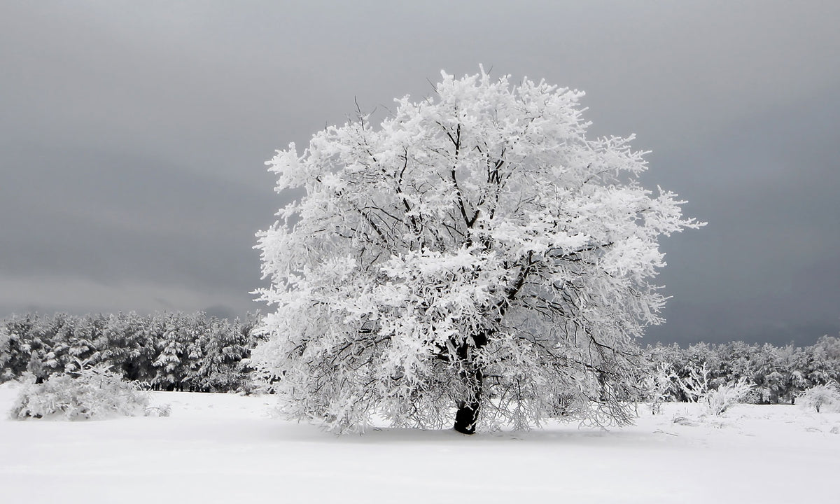 Paneli za kuhinje Frozen tree  -  Stakleni / PVC ploče / Pleksiglas -  sa printom za kuhinju, Zidne obloge PKU334