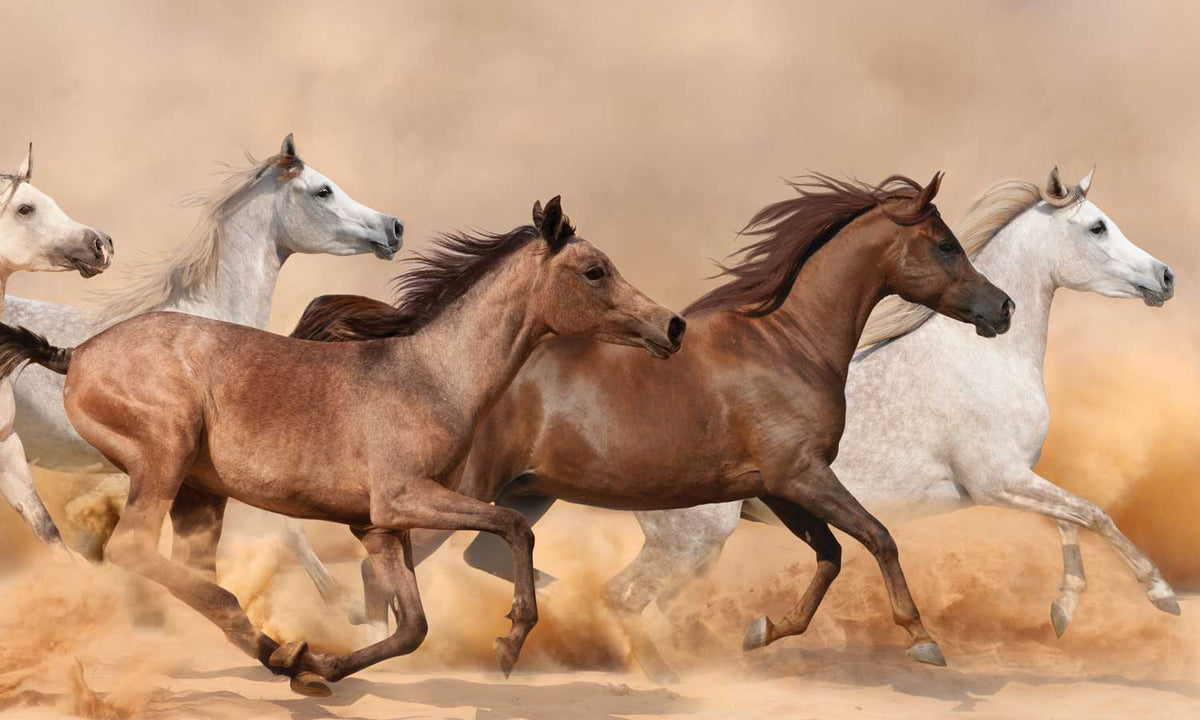 Paneli za kuhinje Horses sand storm - Stakleni / PVC ploče / Pleksiglas -  sa printom za kuhinju, Zidne obloge PKU013