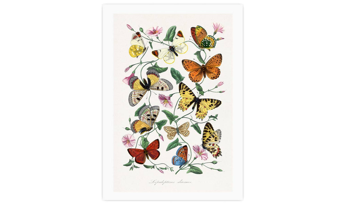 Butterfly & moth painting. Digitally enhanced from our own 1842 edition of Le Jardin Des Plantes by Paul Gervais, poster  PS006