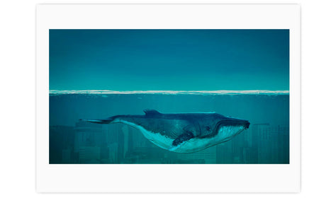 Whale in the ocean, poster  PS011