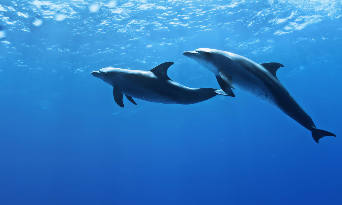 Paneli za kuhinje Dolphins underwater -  Stakleni / PVC ploče / Pleksiglas -  sa printom za kuhinju, Zidne obloge PKU397