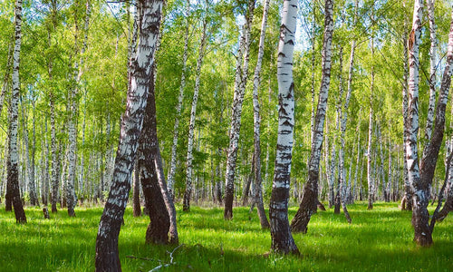 Paneli za kuhinje Forest landscape - Stakleni / PVC ploče / Pleksiglas -  sa printom za kuhinju, Zidne obloge PKU020