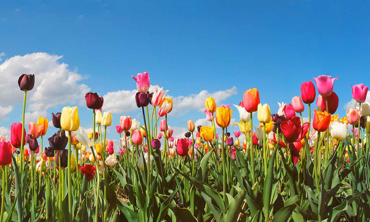 Paneli za kuhinje Panorama tulip field -  Stakleni / PVC ploče / Pleksiglas -  sa printom za kuhinju, Zidne obloge PKU029