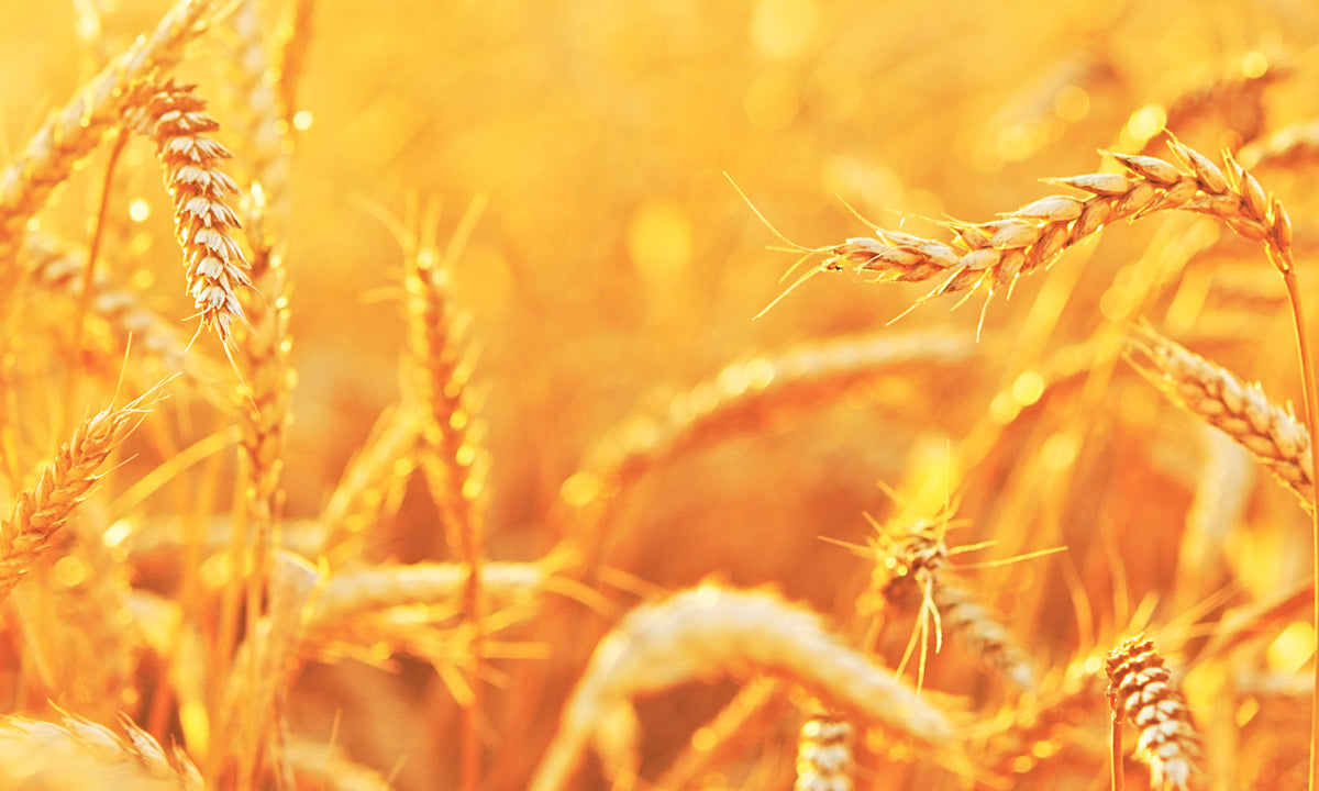 Paneli za kuhinje Wheat field - Stakleni / PVC ploče / Pleksiglas -  sa printom za kuhinju, Zidne obloge PKU017