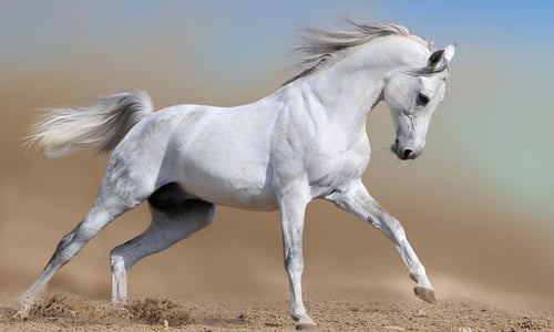 Slika za zid Bijeli konj - AP170