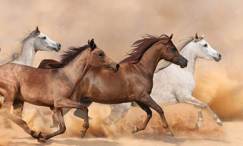 Slika za zid Herd gallops - AP142