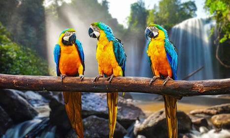 Slika za zid Blue-and-Yellow Macaw - AP138