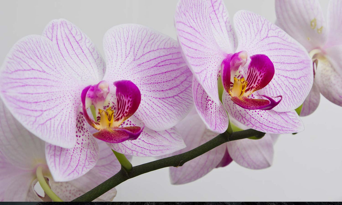 Slika za zid Orchids- AP190