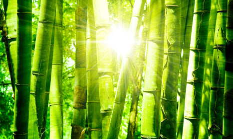 Slika za zid  Bamboo - AP180