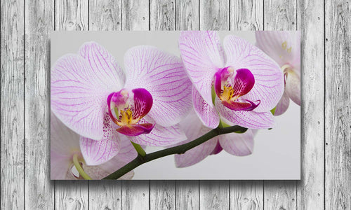 Slika za zid Orchids- AP190