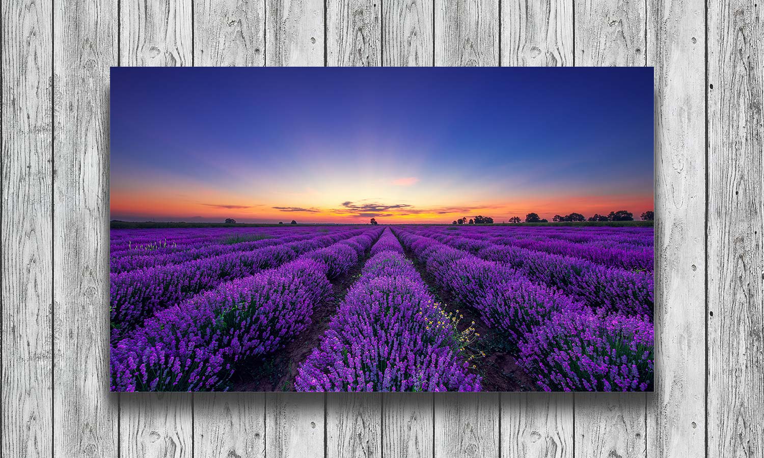 Slika za zid  Lavender flower - AP139