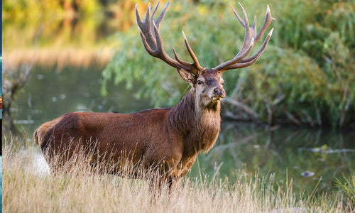 Slika za zid Red deer stag - AP134